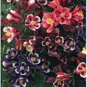 Саженец аквилегии обыкновенная Винки микс (Winky Mix)