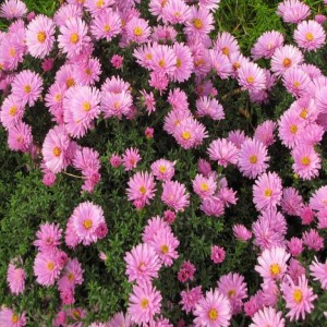 Саженец астры Розовый осенний привет