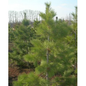 Саженец кедра Сибирского от 150 см