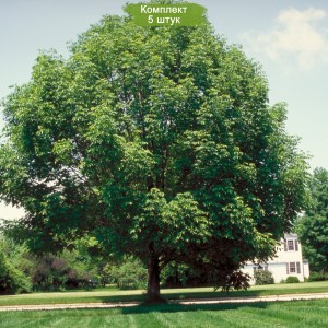 Саженцы клёна Ясенелистного (от 150 см) -  комплект 5 шт.