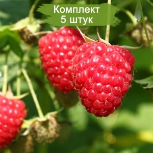 Саженцы ремонтантной малины Химбо Топ (Himbo Top) (Красная) -  комплект 5 шт.