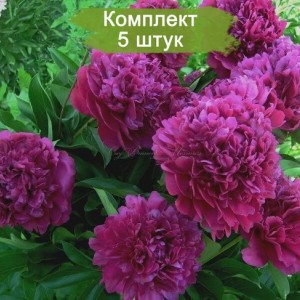 Саженцы пиона Sir John Franklin (Сэр Джон Франклин ) -  комплект 5 шт.