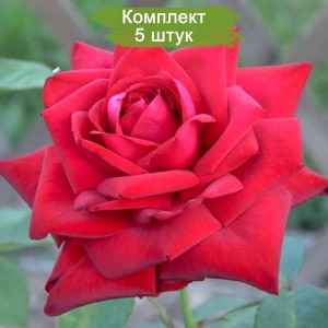 Саженцы чайно-гибридной розы Бургунд 81 (Burgund 81) -  комплект 5 шт.