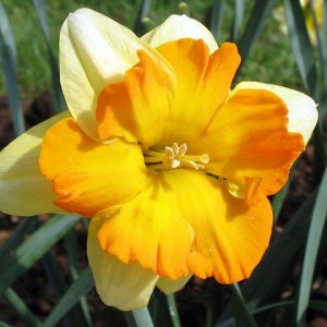 Луковица нарцисса Мондрагон (Mondragon) желтый