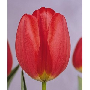 Луковица тюльпана Парад (Parade)