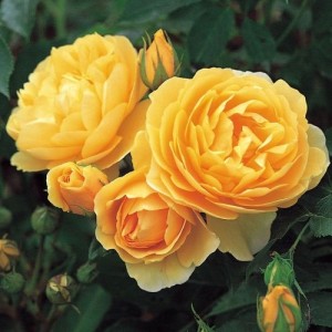 Саженец английской розы Грэхем Томас / Грехам Томас (Graham Thomas)